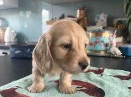 Miniature Dachshund Puppies Family Raised And Full Of Joy
