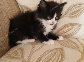 Kittns