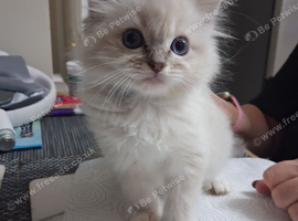 READY NOW GCCF registered Ragdoll kittens