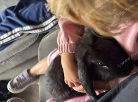 Male lop rabbit