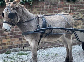 Driving donkey