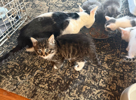4 kittens