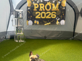 Frenchie for sale