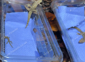 Mourning geckos cheap