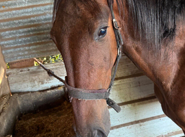 Standarbred & Trotting Horse