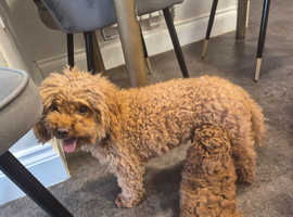 Beautiful deep red ,liver nosed toy poodle