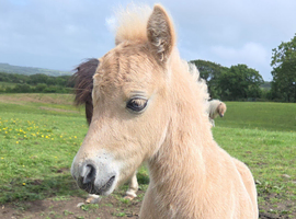 PALOMINO MUSHROOM SPSBS reg. mini colt foal