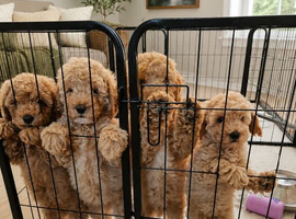 Fb1 cavapoos READY TO LEAVE