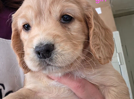 Beautiful working cocker spaniel puppies