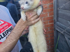 Ferret kit