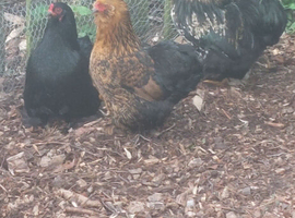 Bantam trio