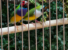 Proven Pair of Gouldians / Young Pair / Proven hen