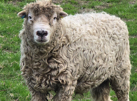 Ram for sale