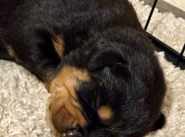 Gorgeous purebred Rottweiler puppies available