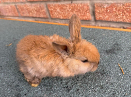 Baby rabbits for sale