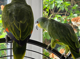 2 x Amazon Parrots (Blue Fronted Male / Orange Wing)