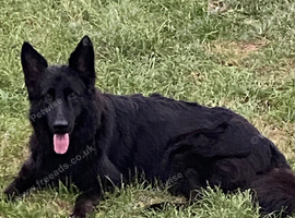 Outstanding Pedigree German Shepherd Puppies for Sale