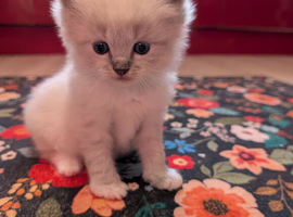 Beautiful  ragdoll kittens ready in June