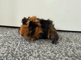 1 male Abyssinian baby
