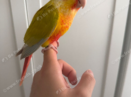 suncheek conure