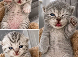 Full British short hair kittens