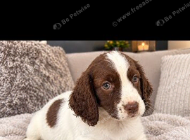 Cocker spaniel pups