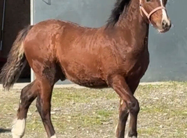 Stunning Section C Colt Foal