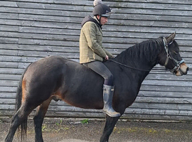 Beloved Welsh Section D Gelding &mdash; Loving Loan Home Wanted