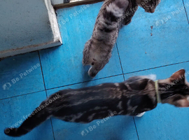Kittens
