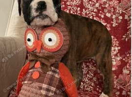 Adorable Boxer Puppies