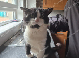 8 year old male cat