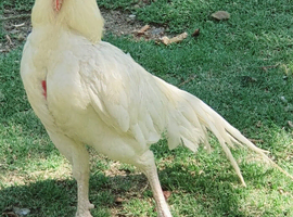 Pure white aseels imported stock