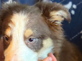 Collie x Huntaway puppies