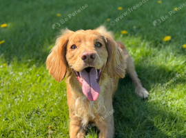 Handsome working Cocker Spaniel