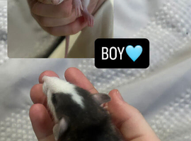 Baby Dumbo Rats