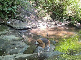 Beagle boy dog