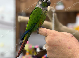 Green cheek conure