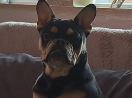 English x Frenchie