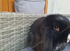 2 male mini lop for sale