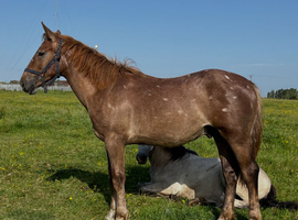 "Stallion Potential Registered Irish Draught " Liver Chestnut Colt Showing Horse