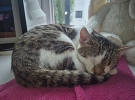 5 month old bengal x