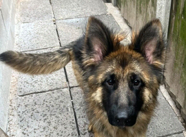 Female German shepherd nearly 2 years old
