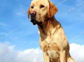 Outstanding Proven KC Labrador Stud