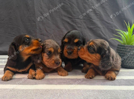 Longhair Miniature Dachshund