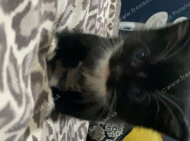 Kitten