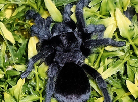 Brazilian Black & Chilean Rose Hair