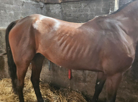 Stagbi for sale no offers or loans.