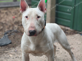 bull terrier male