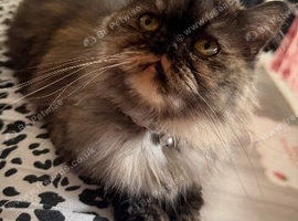 Exotic Persian female