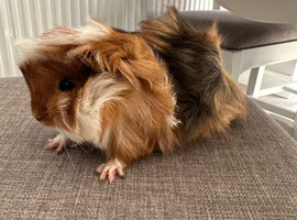 Handsome long haired baby guinea pig.